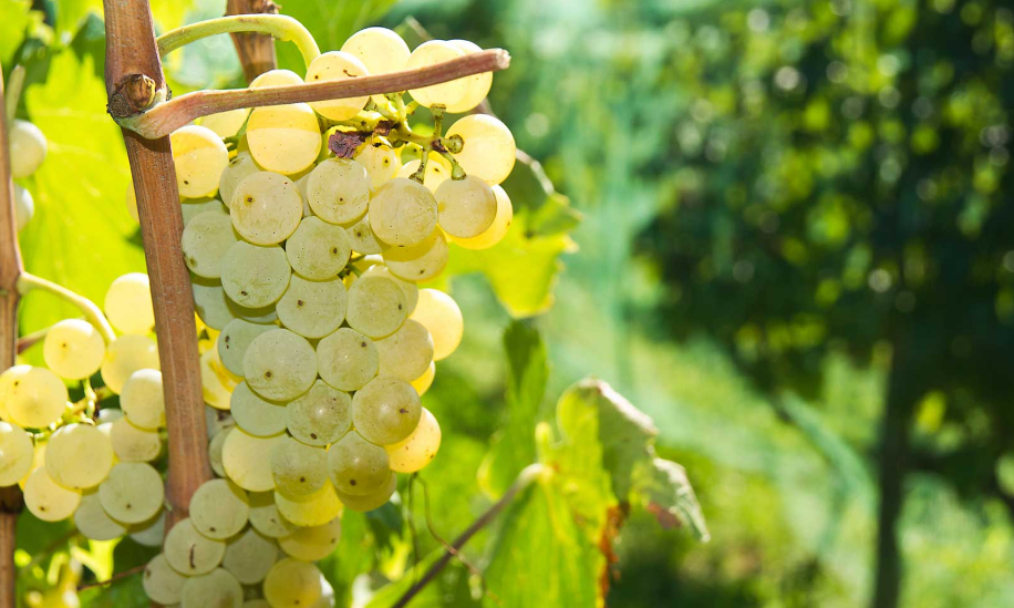Malvasia di Candia Gola Gola Festival Piacenza 2019