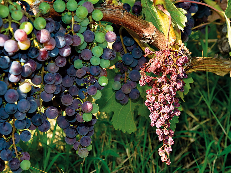 Piwi Meglio ripensare a porta innesto e selezione clonale dei vitigni già esistenti 3