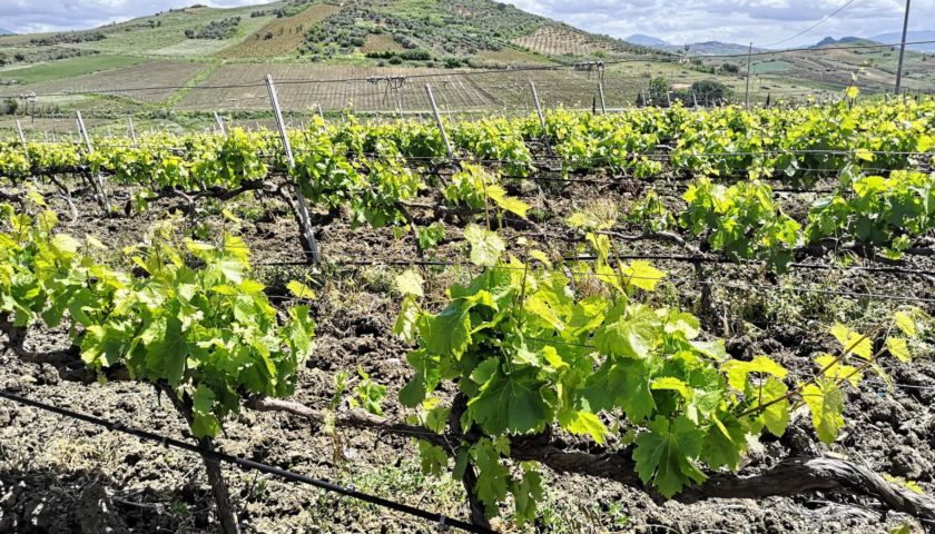 Sicilia Doc Monreale da 12 a 4 varietà. Via libera agli spumanti 2