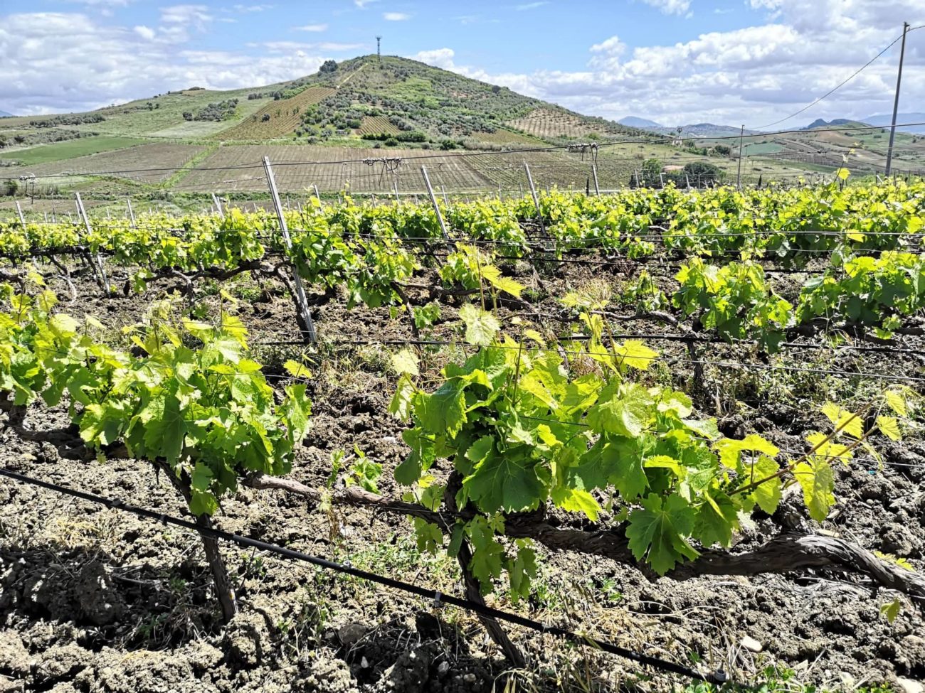 Sicilia Doc Monreale da 12 a 4 varietà. Via libera agli spumanti 2