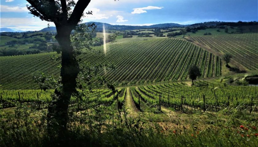 maremma enoturismo green terme vino morellino relax 2