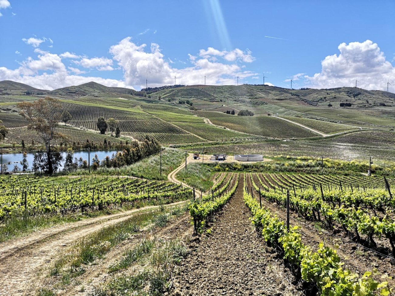 rapitalà tenuta giv sicilia en primeur 2019 4