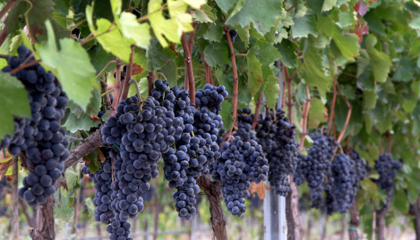 Anche il Nero di Troia tra i Barolo del Sud provare per credere quello di Giancarlo Ceci 6