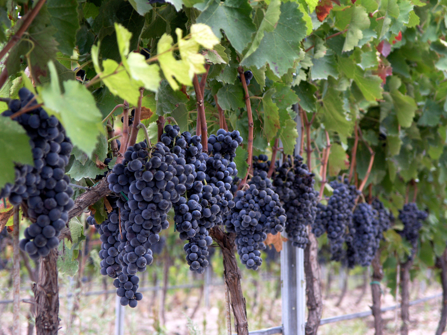 Anche il Nero di Troia tra i Barolo del Sud provare per credere quello di Giancarlo Ceci 6