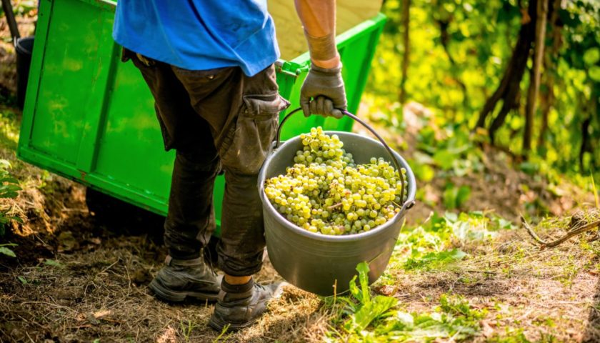 Cinqueanni il Prosecco lento di Ruggeri che sfida il tempo e lindustria 34
