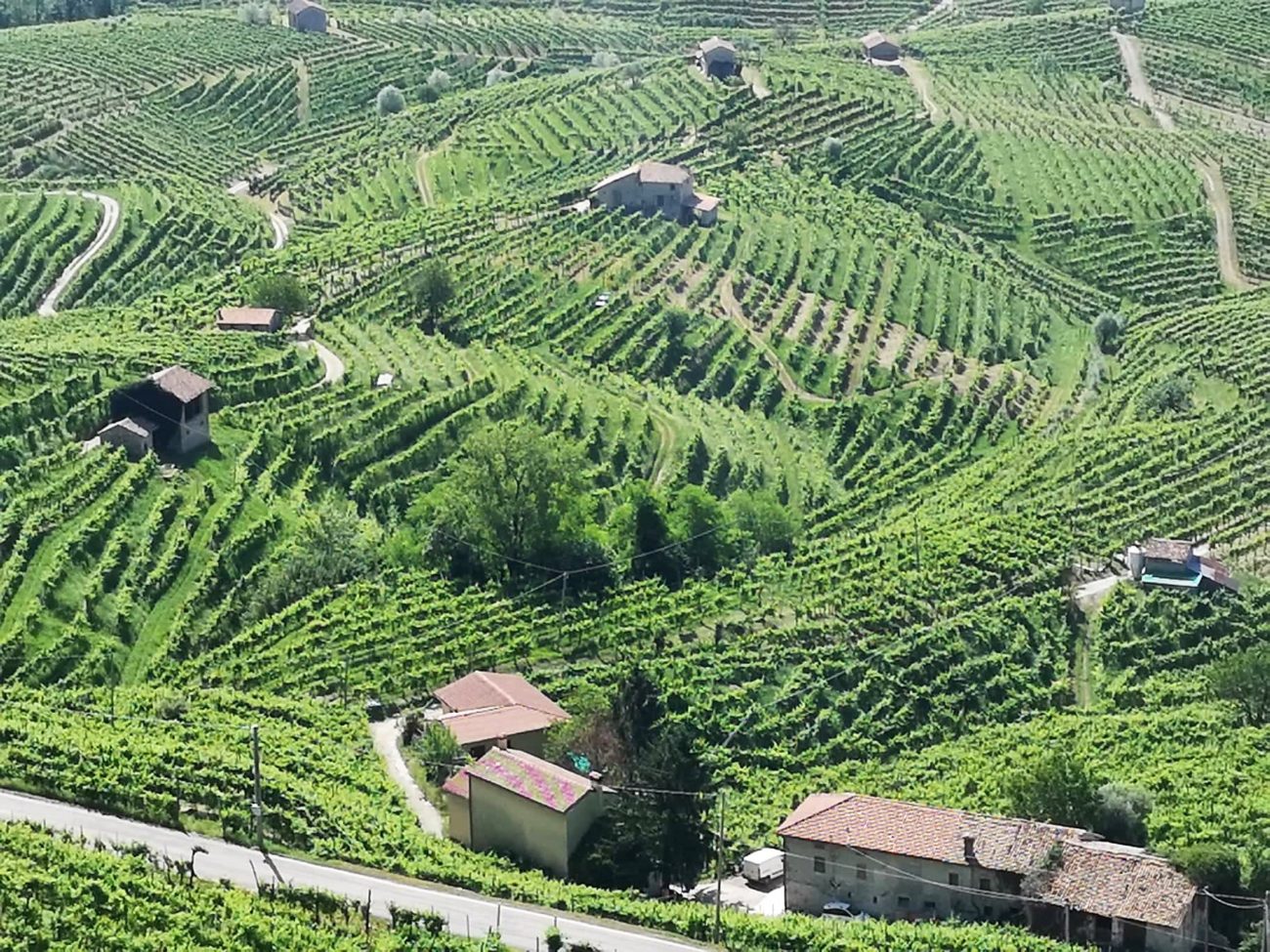 Cinqueanni il Prosecco lento di Ruggeri che sfida il tempo e lindustria 9
