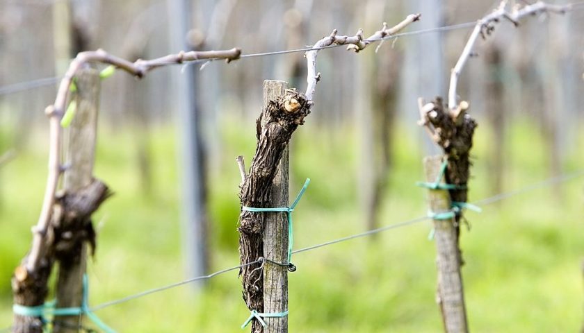 Ecco quanto i vitigni resistenti Piwi abbattono luso degli agrofarmaci 1