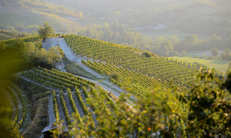gavi docg vigne