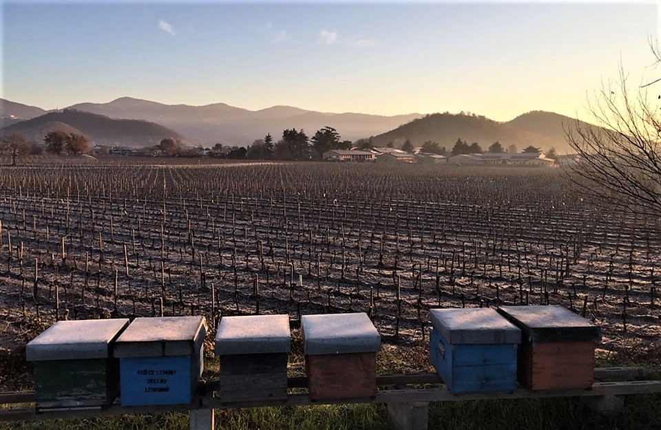 nuova cantina mosnel