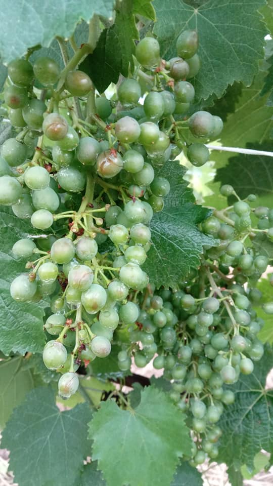 Grandine in Lombardia dallOltrepò alla Brianza danni per milioni di euro 2