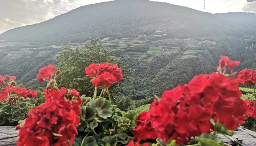 Viticoltura eroica e muretti a secco il vino del Trentino “riparte” dalla Val di Cembra 4
