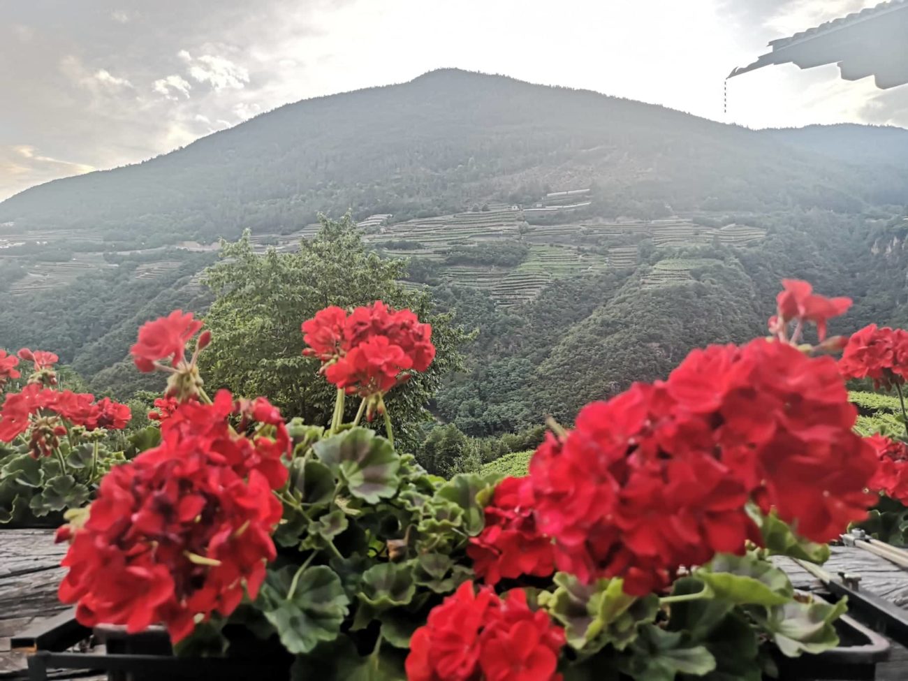 Viticoltura eroica e muretti a secco il vino del Trentino “riparte” dalla Val di Cembra 4