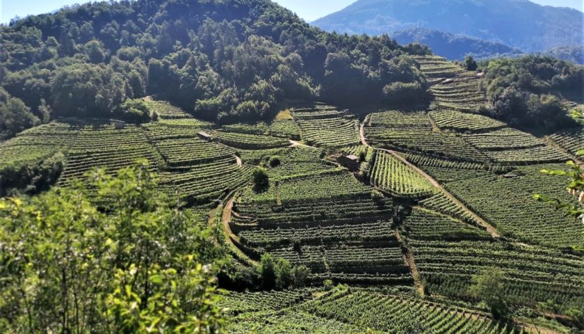 Cembrani Doc un vino al giorno per scoprire la Val di Cembra in una settimana 8