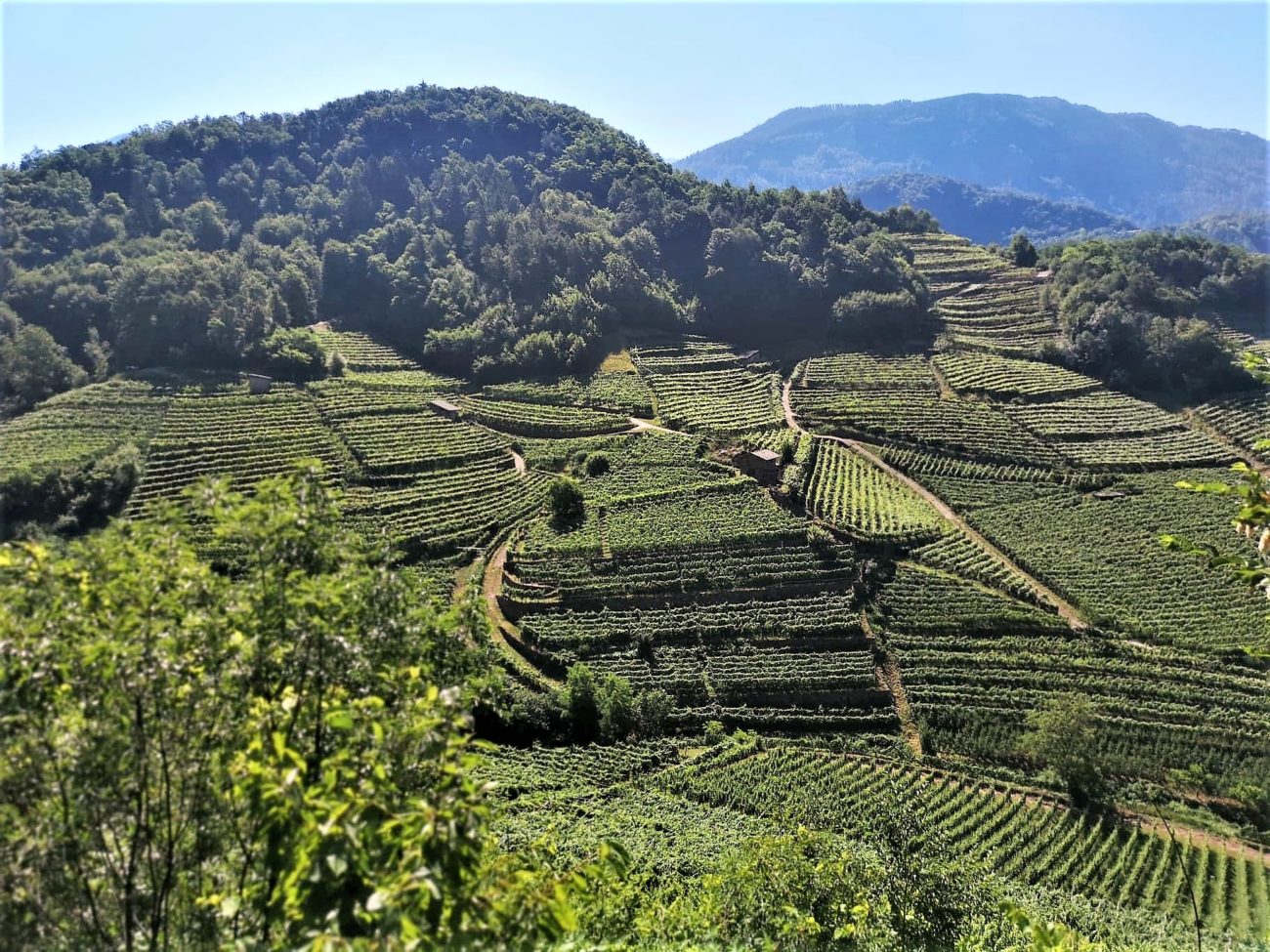 Cembrani Doc un vino al giorno per scoprire la Val di Cembra in una settimana 8