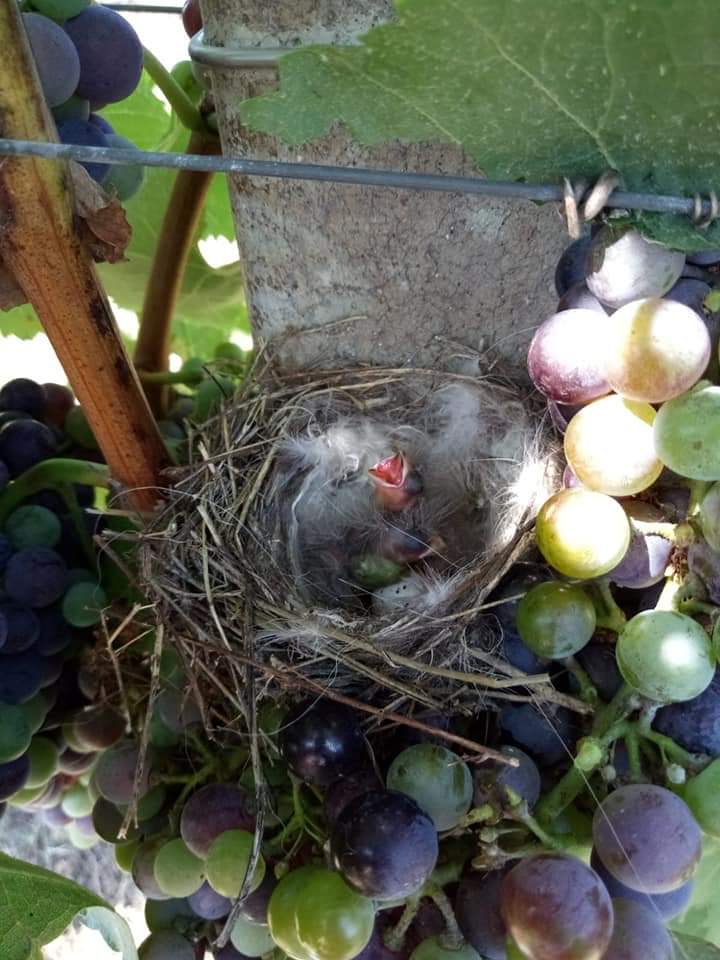 Il piccolo gufo fa il nido nella vigna di Maria Pia Castelli: le foto spettacolari