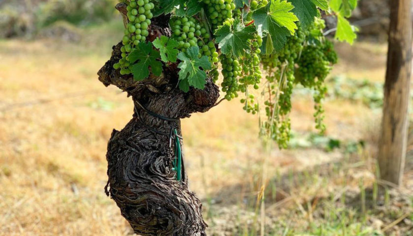 Gagliole Chianti Classico