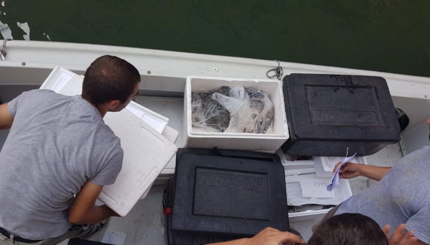 Sequestrati 80 chili di pesce e crostacei senza tracciabilità nel centro di Venezia 1