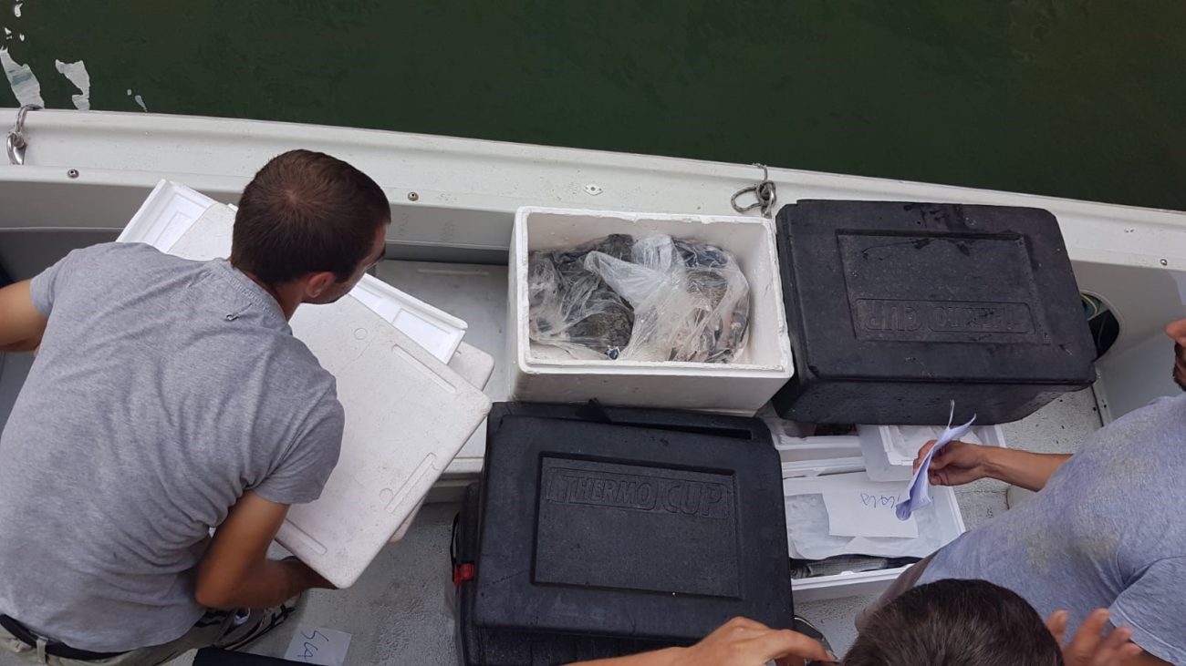 Sequestrati 80 chili di pesce e crostacei senza tracciabilità nel centro di Venezia 1
