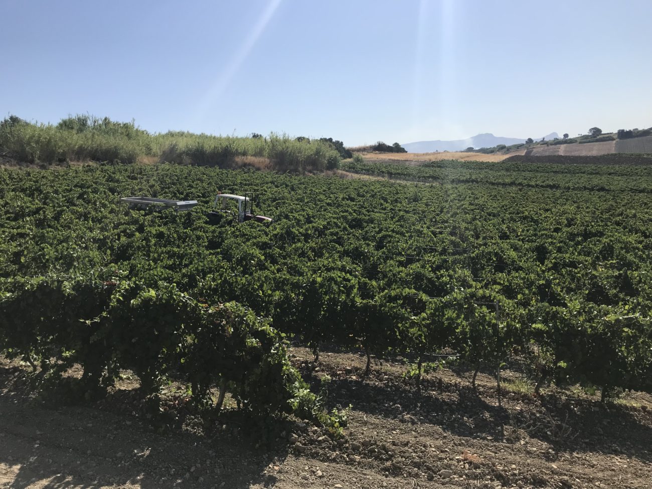 Vendemmia Sicilia 6 Copia