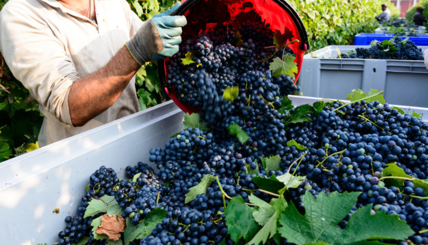vendemmia 3