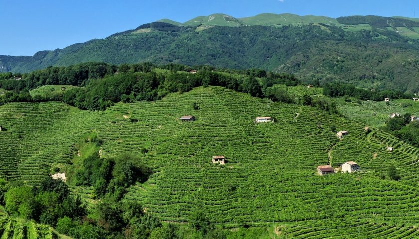 A Valdobbiadene lasilo sanvito si finanzia con il vigneto di Prosecco e Pinot Nero 1