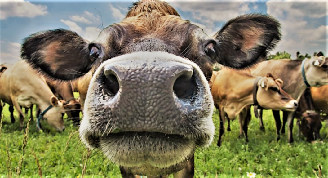 La viticoltura biodinamica Molto più del cornoletame. Parola di Roberta Ceretto