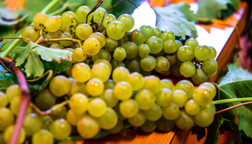 Malvasia di Leonardo da Vinci by Fugazza prime 300 bottiglie allasta da Christies 3