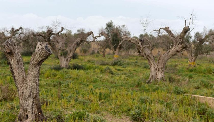 xylella alle porte della liguria coldiretti invita alla calma