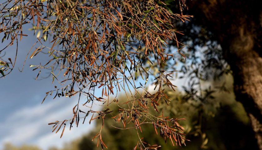 xylella liguria allarme