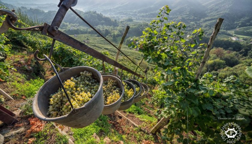 Conegliano Valdobbiadene Vendemmia 2019 eccezionale. Sarà un grande Prosecco 1