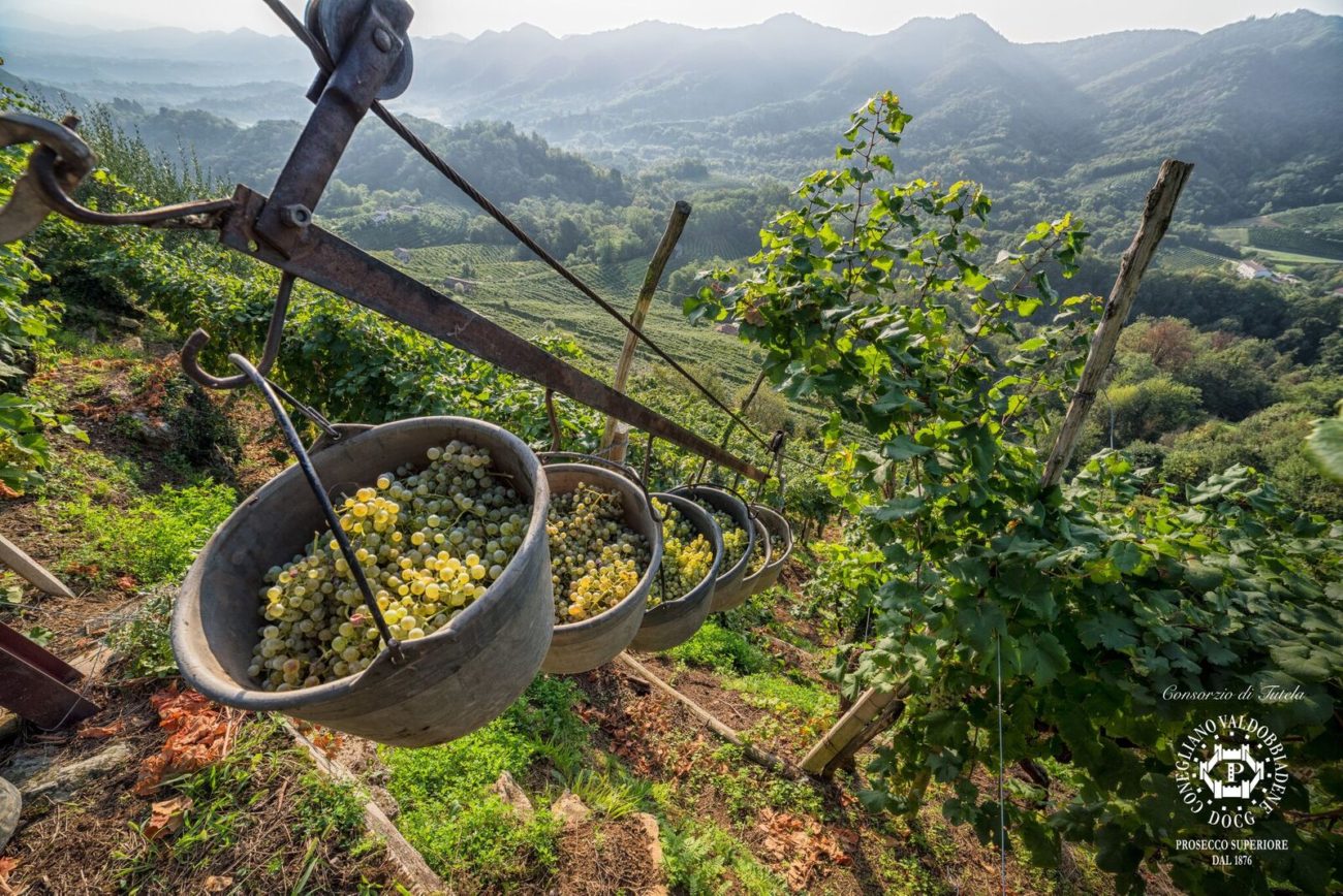 Conegliano Valdobbiadene Vendemmia 2019 eccezionale. Sarà un grande Prosecco 1