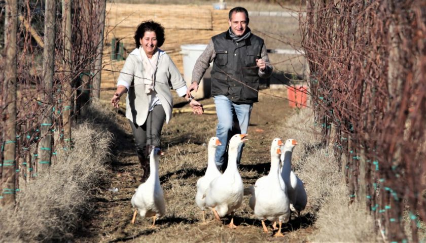 Roberto Ironman Di Filippo oche e cavalli in vigna viticoltura biodinamica