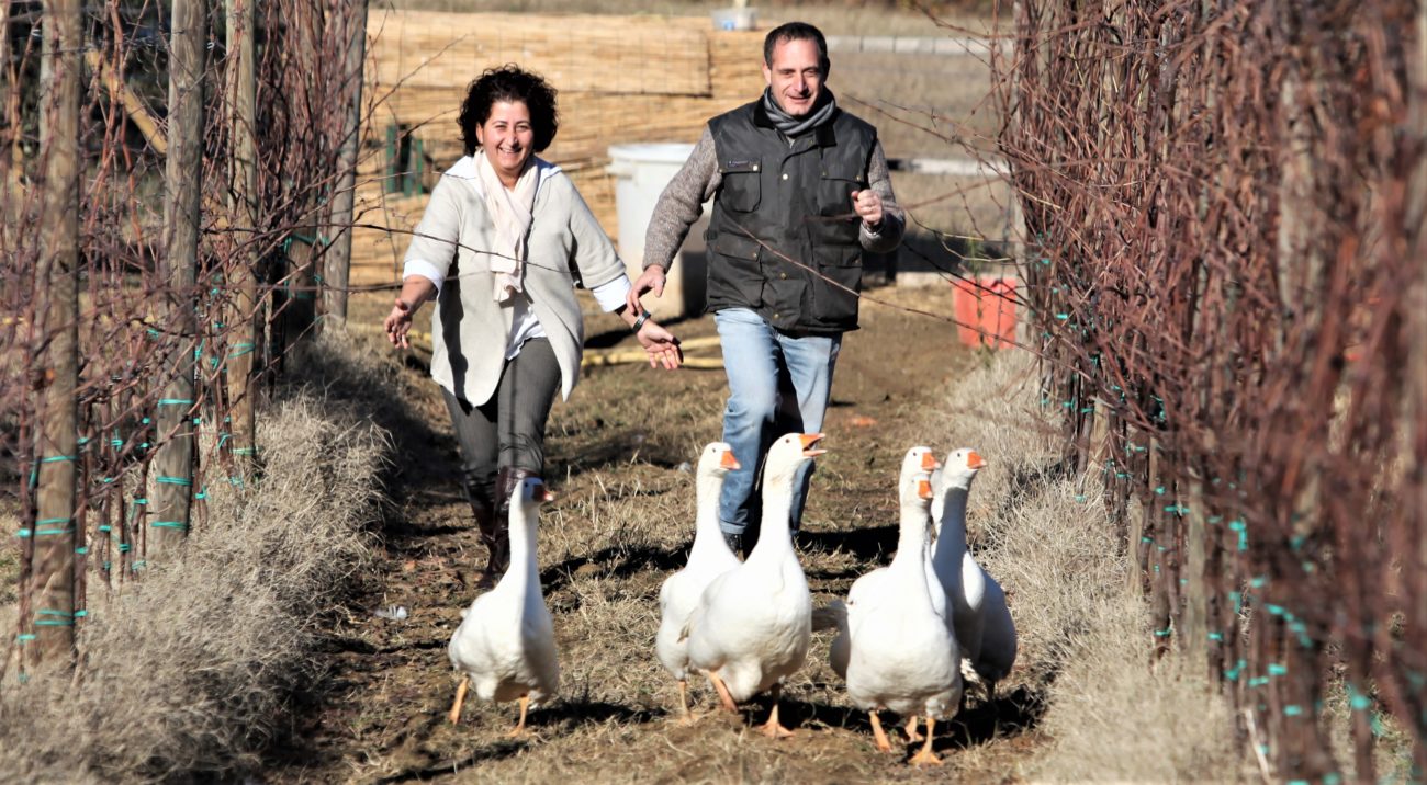 Roberto Ironman Di Filippo oche e cavalli in vigna viticoltura biodinamica