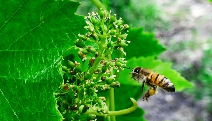 Terre dOltrepò Piwi in campo 7 cloni resistenti di Pinot Nero e Pinot Bianco