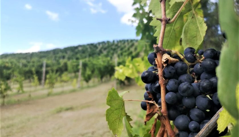 conti degli azzoni bilancio sostenibile vigna fatturato felicità dipendenti cantina employer branding 3