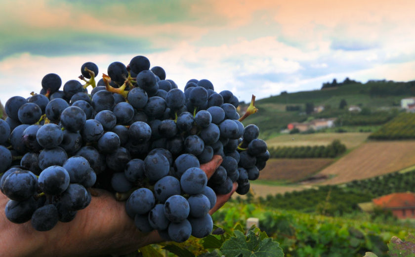 Rosso Barbera 2019 i migliori 10 20 assaggi al Castello di Costigliole dAsti 3