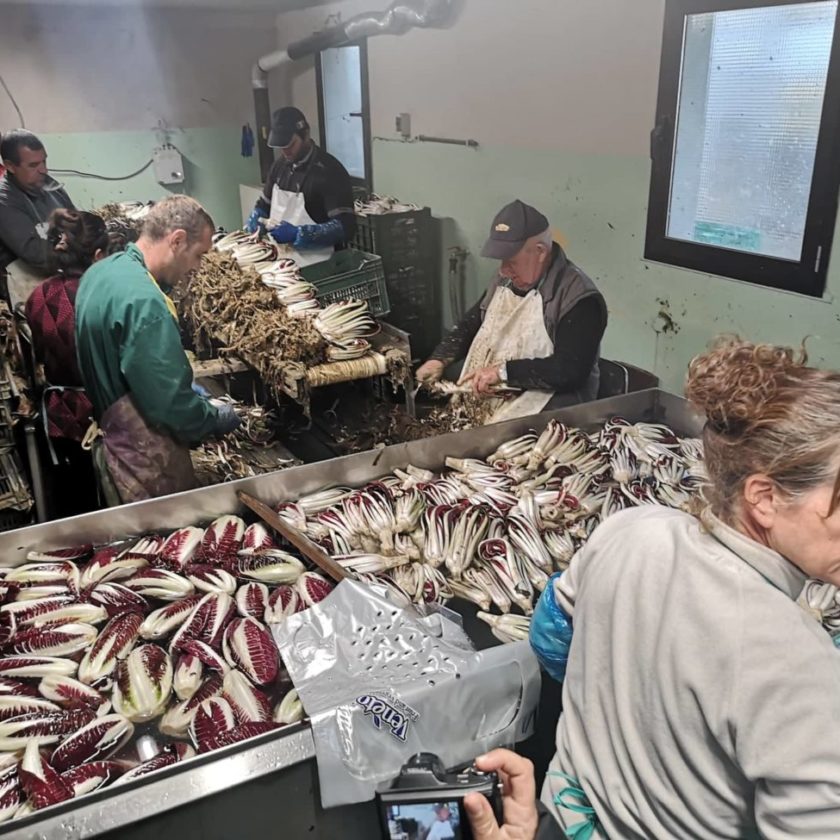 Radicchio al posto della coca in Colombia così il Rosso di Treviso soppianta i narcos 3