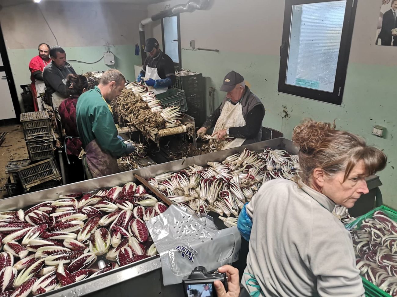 Radicchio al posto della coca in Colombia così il Rosso di Treviso soppianta i narcos 3