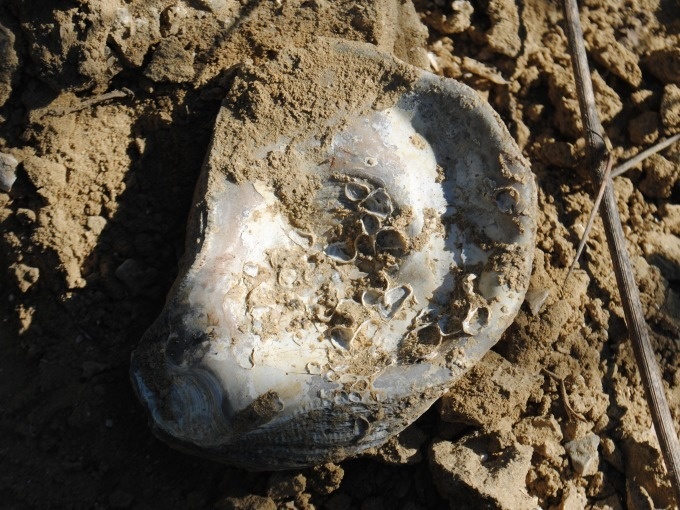 Usiglian del Vescovo mille anni di vino sul mare di Pisa da assaggiare a piedi nudi 2 1