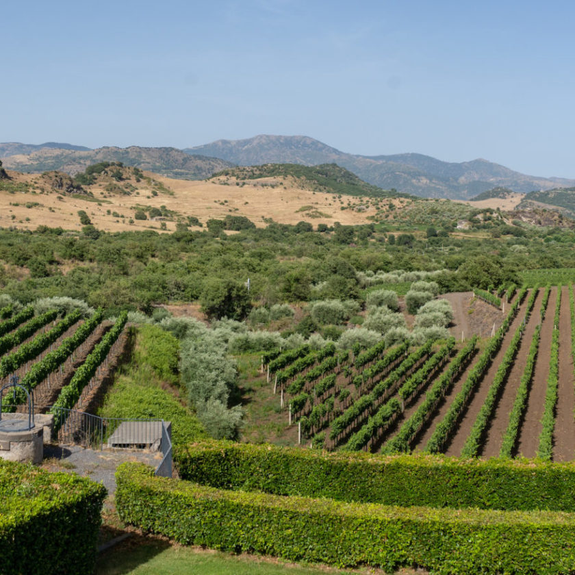 Borgogno e Tornatore sullEtna con Carranco più bottiglie e una nuova cantina 2