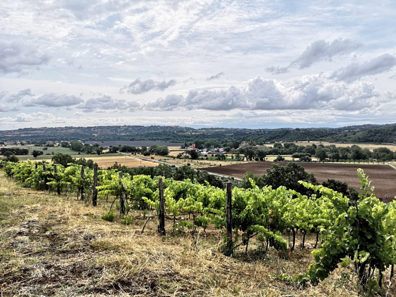 Carta del vino calabrese oltre Cirò i tesori della regione da Palizzi a Cosenza tenute pacelli malvito 4