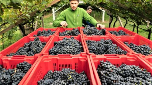 "Il vino del Trentino? Gdo centrico". Rivolta dei produttori di Teroldego contro Patton