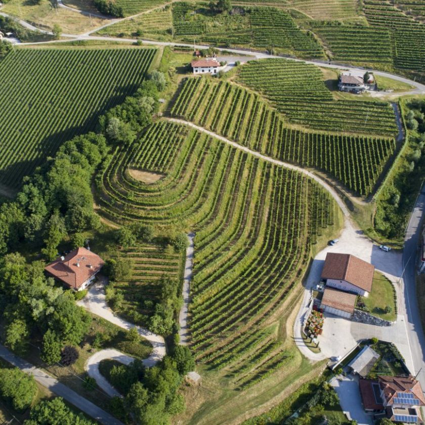 In Friuli Venezia Giulia nasce la Filiera della Ribolla Gialla 11 cantine coinvolte 1