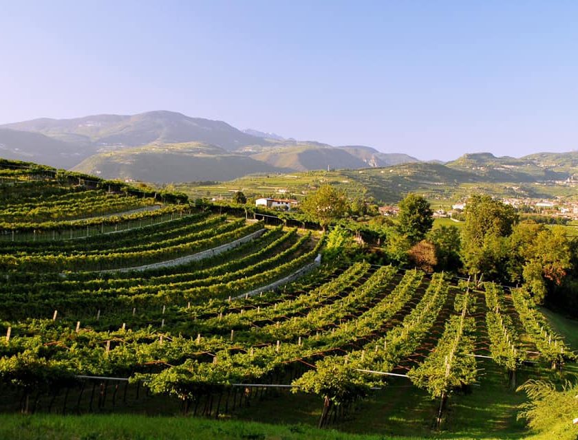 amarone della valpolicella vigneti anteprima 2016