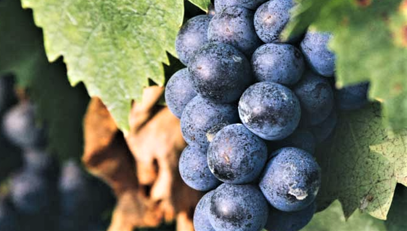 Ovada Docg incontra Milano banco assaggio con 27 produttori Dolcetto