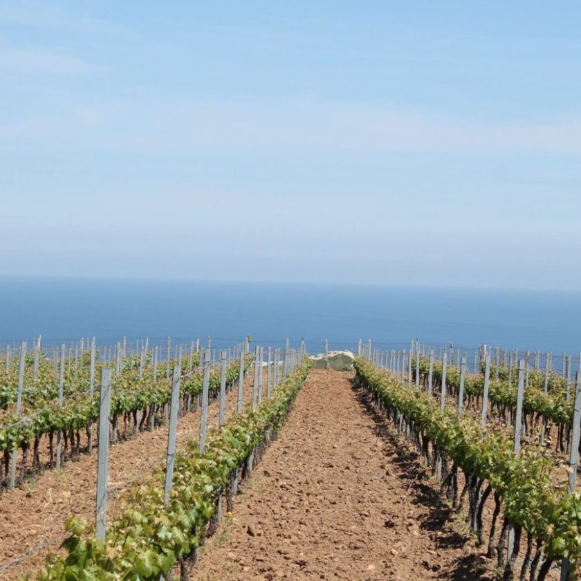 Calabria 100 mila euro di attrezzature rubate alla Coop Terre Grecaniche di Palizzi 2