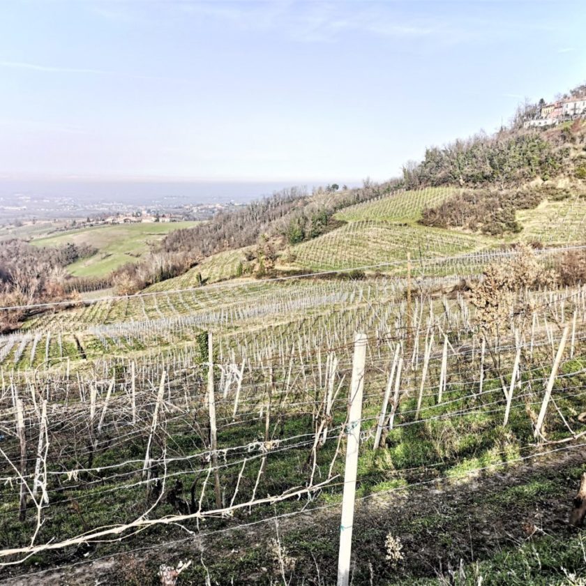 Da infermiere a vignaiolo in Oltrepò Stefano Banfi e La Rocchetta di Mondondone 10