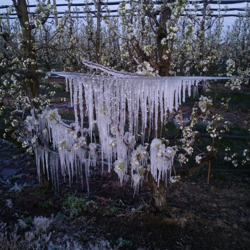 Dieci ore sotto zero la gelata di fine marzo distrugge frutta e verdura in mezza Italia