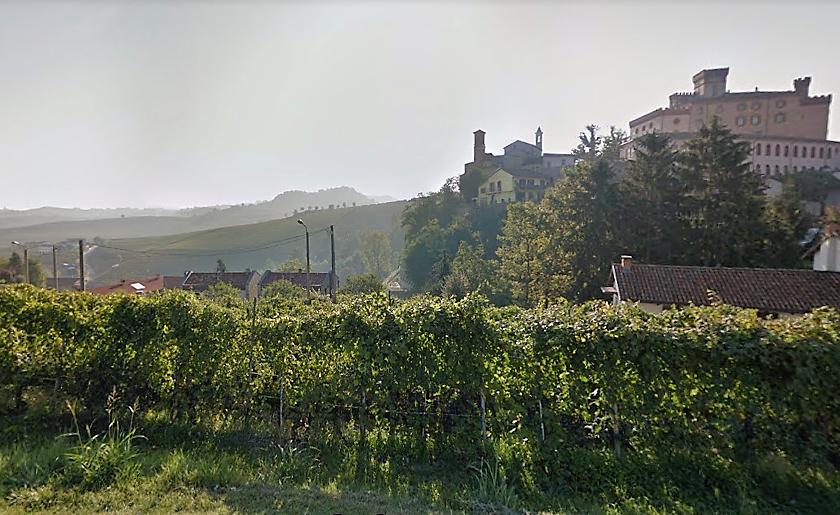Barolo vigneto storico estirpato. Il Comune Molte piante malate impossibile salvarlo 1