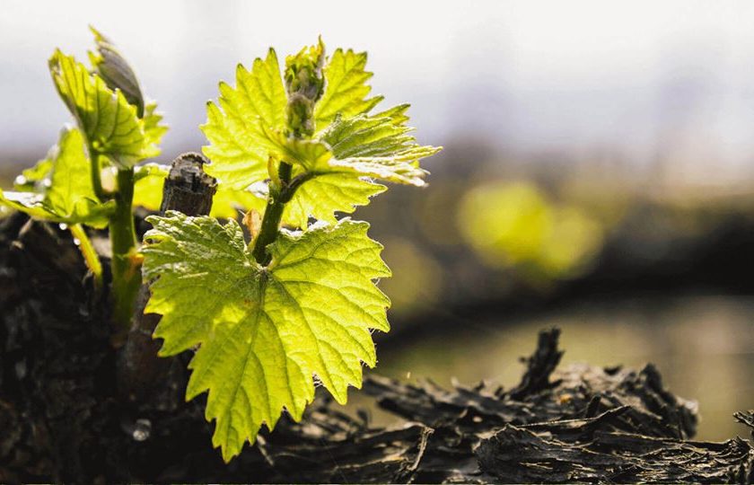 Covid 19 vignaioli italiani orfani della Fivi grido dallarme e hastag ilvinononsiferma 2